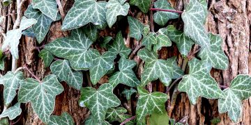 Tips Merawat Tanaman Merambat agar Subur dan Indah