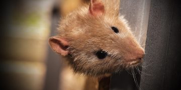 Waspada Penyakit Leptospirosis: Gejala, Penyebab, dan Penanganannya
