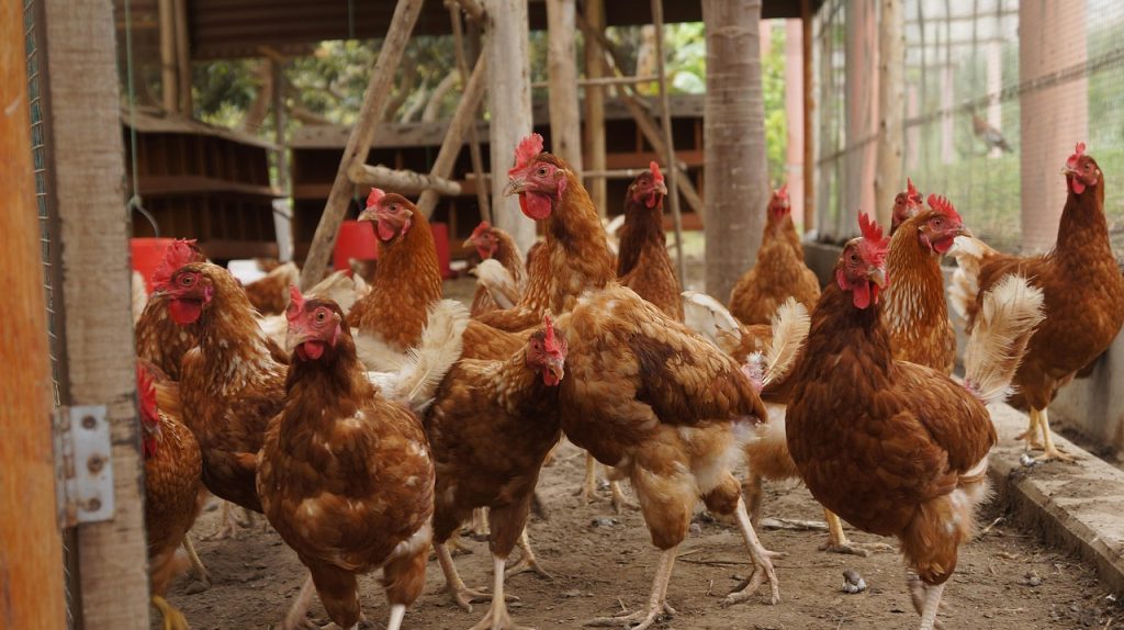 Cara Mudah Mengatasi Bau Kandang Ayam yang Menyengat