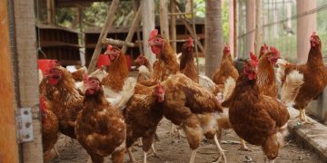 Cara Mudah Mengatasi Bau Kandang Ayam yang Menyengat