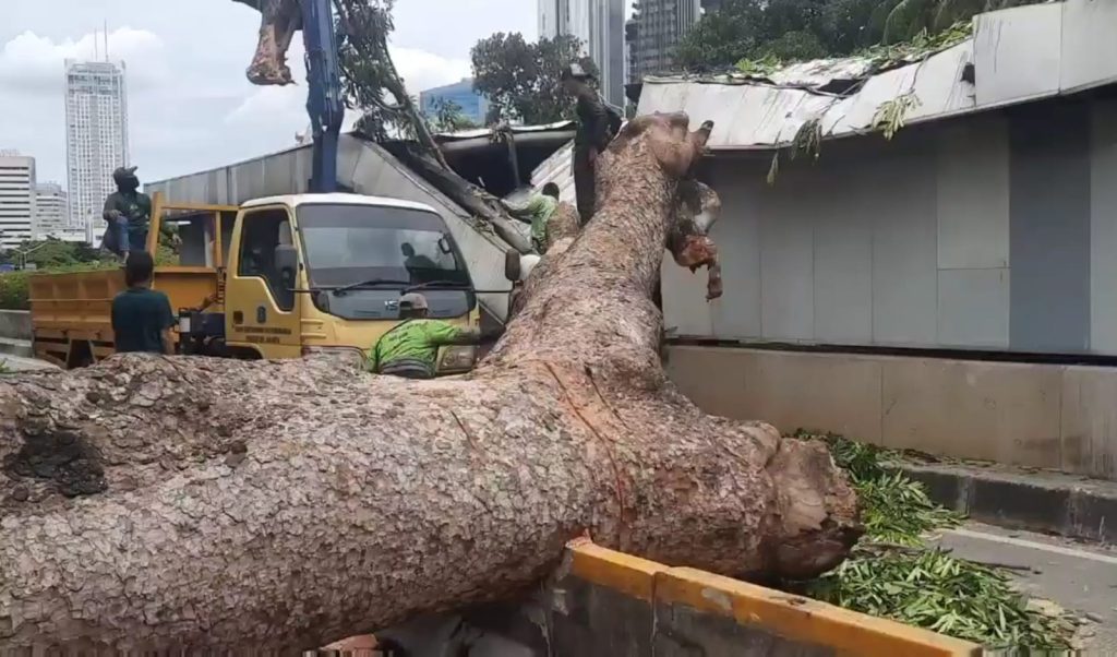 Pohon mahoni berdiameter sekitar 3,5 meter tumbang di dekat kawasan Kementerian Luar Negeri, Jalan Sisingamangaraja, Kebayoran Baru, Jakarta Selatan, pada Rabu (20/11/2025). (Ilham F/Suaranusantara)