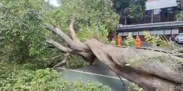 Sebuah pohon kenari berdiameter sekitar 80 sentimeter tumbang di Jalan Gunawarman, Kebayoran Baru, Jakarta Selatan, Senin (15/12/2025) siang. (Ilham F/Suaranusantara)