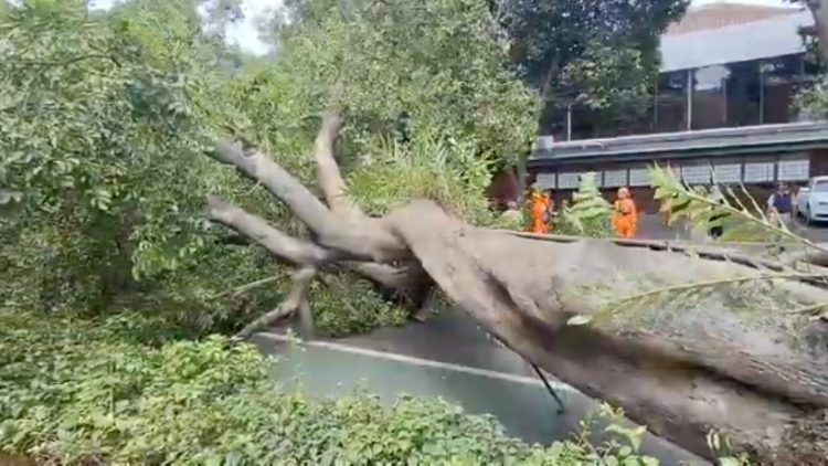 Sebuah pohon kenari berdiameter sekitar 80 sentimeter tumbang di Jalan Gunawarman, Kebayoran Baru, Jakarta Selatan, Senin (15/12/2025) siang. (Ilham F/Suaranusantara)