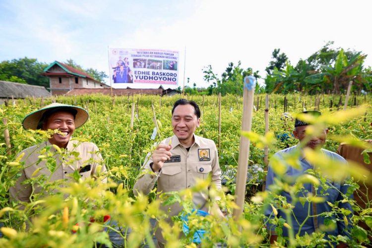 Ibas saat kundapil ke Ngawi kunjungan ke kebun cabai dan dialog dengan petani