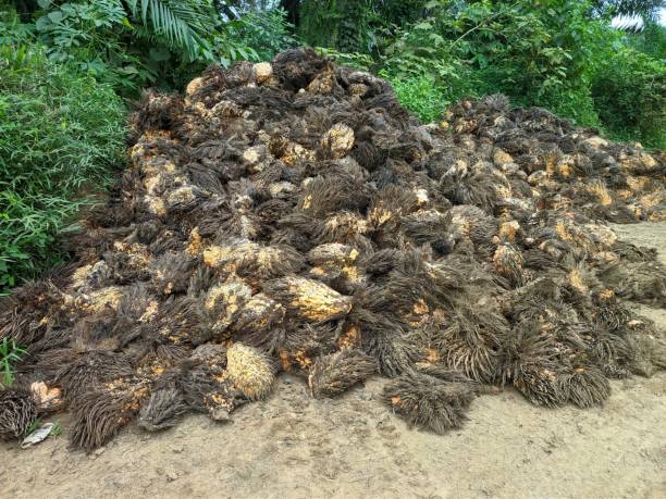 Limba sawit/Foto iStock