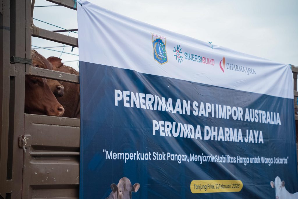Penerimaan Sapi Impor Australia Perumda Dharma Jaya (Dok: Istimewa)