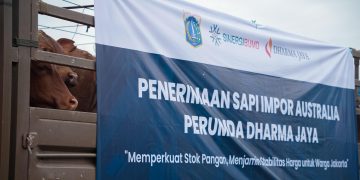 Penerimaan Sapi Impor Australia Perumda Dharma Jaya (Dok: Istimewa)