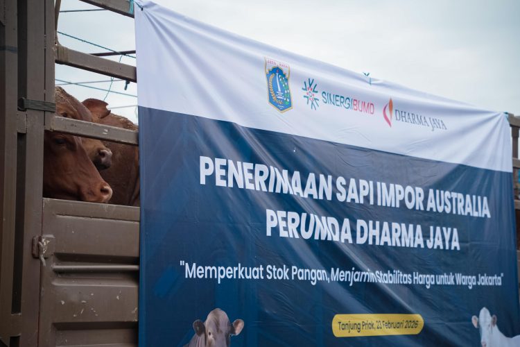 Penerimaan Sapi Impor Australia Perumda Dharma Jaya (Dok: Istimewa)