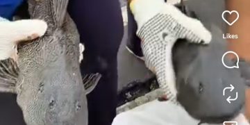 Pembersihan ikan sapu-sapu dari sungai di Ibu Kota Jakarta (Instagram @ulujamitv)