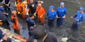 Pembersihan ikan sapu-sapu di Jakarta yang mengancam ekosistem sungai di DKI (Instagram @ulujamitv)