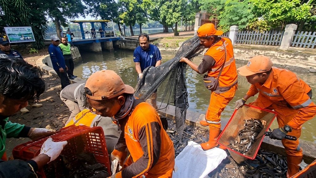 Operasi gabungan menangkap ikan sapu-sapu yang digelar di saluran PHB Setu Babakan, Srengseng Sawah, Jagakarsa, Jakarta Selatan, pada Jumat (17/04/2026). (Ilham F/Suaranusantara)
