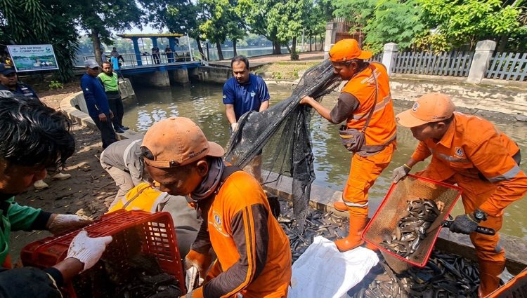 Operasi gabungan menangkap ikan sapu-sapu yang digelar di saluran PHB Setu Babakan, Srengseng Sawah, Jagakarsa, Jakarta Selatan, pada Jumat (17/04/2026). (Ilham F/Suaranusantara)