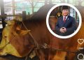 Ilustrasi sapi kurban asal Palembang yang dibeli Presiden Prabowo untuk kurban Iduladha 2026 (Instagram @pekanbarutalks)