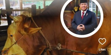 Ilustrasi sapi kurban asal Palembang yang dibeli Presiden Prabowo untuk kurban Iduladha 2026 (Instagram @pekanbarutalks)