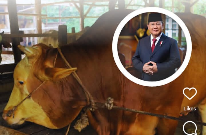 Ilustrasi sapi kurban asal Palembang yang dibeli Presiden Prabowo untuk kurban Iduladha 2026 (Instagram @pekanbarutalks)