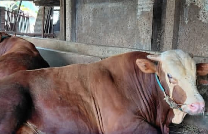 Kurban Iduladha 2026, Prabowo Pilih Sapi ‘Satria’ Berbobot 1,2 Ton Asal Lamongan