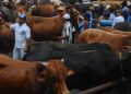 Hewan kurban baik sapi, domba atau kambing untuk perayaan Iduladha 2026 (Instagram @kabar_makassar)