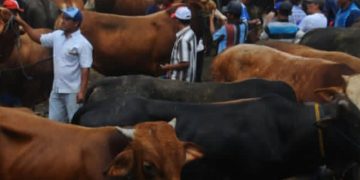 Hewan kurban baik sapi, domba atau kambing untuk perayaan Iduladha 2026 (Instagram @kabar_makassar)