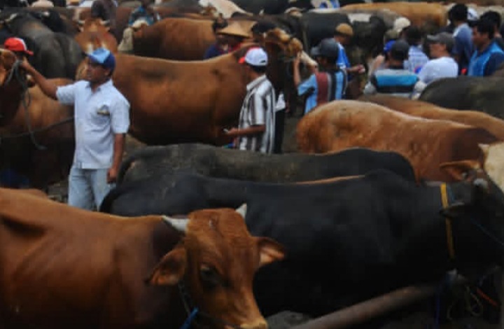 Hewan kurban baik sapi, domba atau kambing untuk perayaan Iduladha 2026 (Instagram @kabar_makassar)