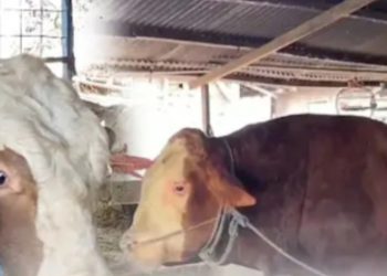 Ilustrasi sapi kurban yang dibeli Presiden Prabowo dari Mojokerto, Jawa Tengah (YouTube @Metro TV)