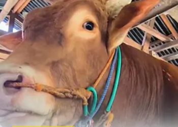 Ilustrasi sapi jumbo bernama Bison asal Balikpapan, Kalimantan Timur yang jadi pilihan Presiden RI Prabowo Subianto untuk Iduladha 2026 (YouTube @Metro TV)