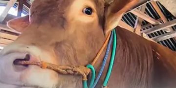 Ilustrasi sapi jumbo bernama Bison asal Balikpapan, Kalimantan Timur yang jadi pilihan Presiden RI Prabowo Subianto untuk Iduladha 2026 (YouTube @Metro TV)